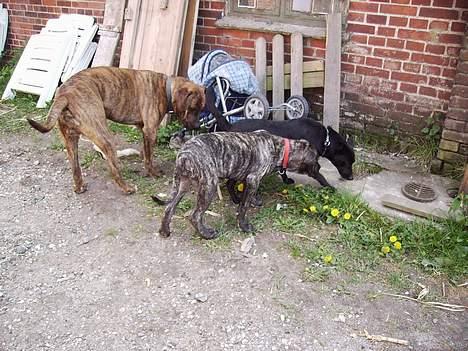 Blanding af racer Nala billede 11