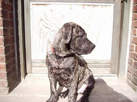 Blanding af racer Nala billede 12