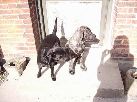 Blanding af racer Nala billede 13