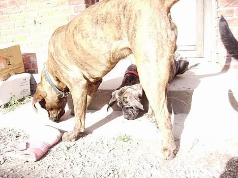 Blanding af racer Nala billede 14