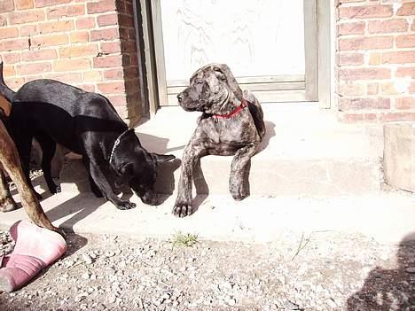 Blanding af racer Nala billede 15