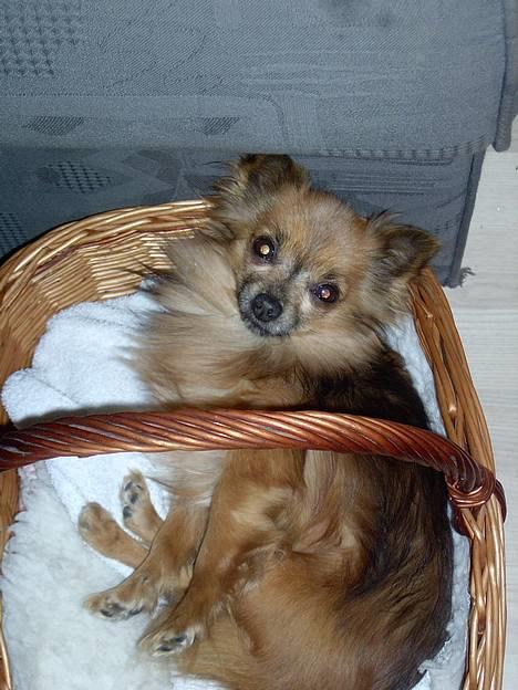 Chihuahua Nikki 1999-2007 - Jeg holder mig da godt ikk ;o) billede 1