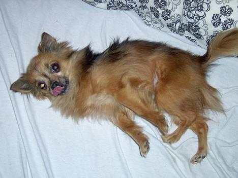 Chihuahua Nikki 1999-2007 billede 2