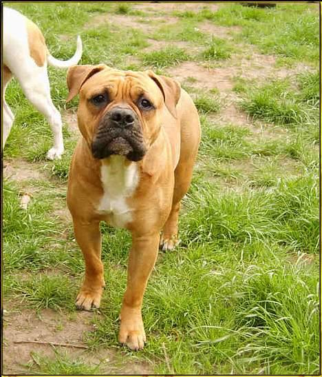 Olde english bulldogge Xantos  (Memory R.I.P.) billede 19
