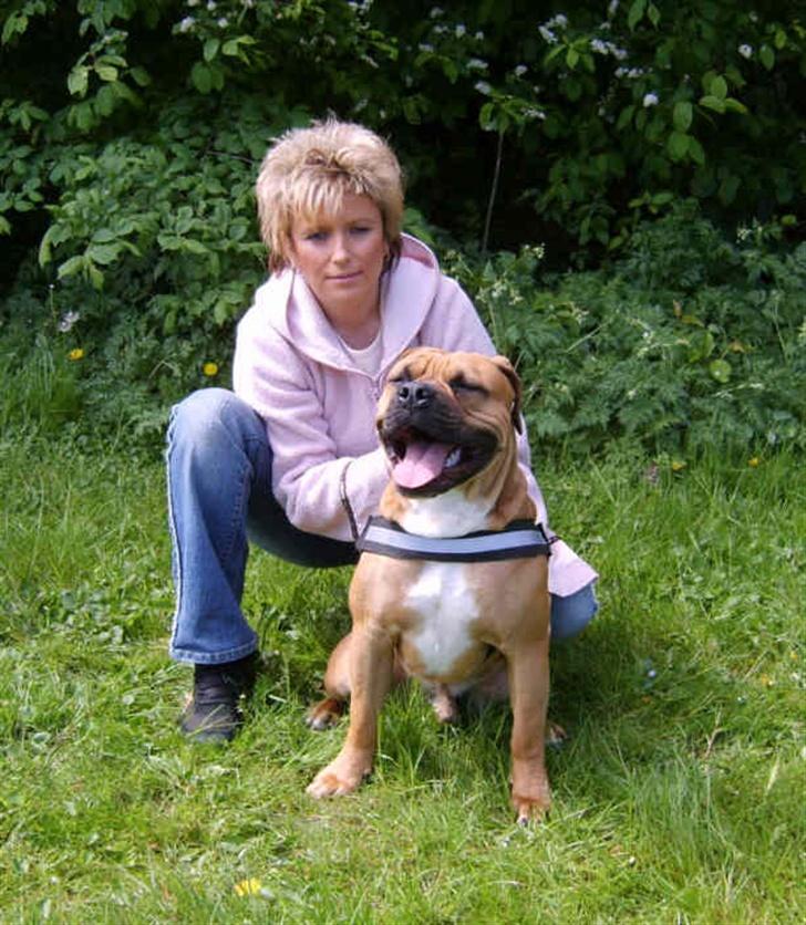 Olde english bulldogge Xantos  (Memory R.I.P.) billede 20