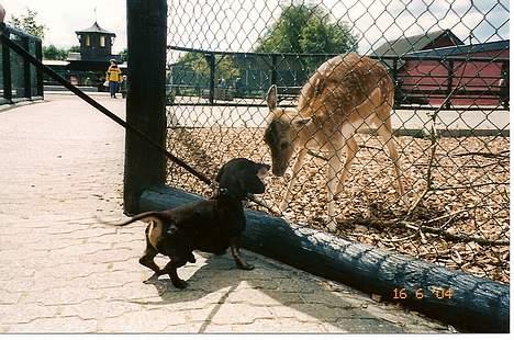 Gravhund Bølle  R.I.P. - jeg er ikke bange for dig billede 10