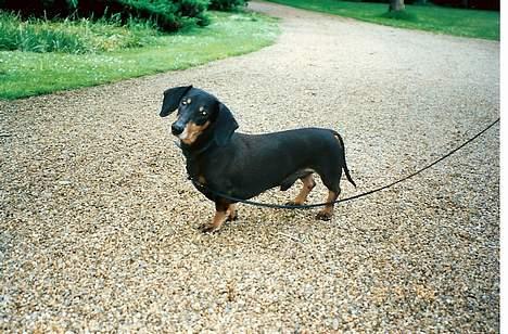 Gravhund Bølle  R.I.P. - 10 år billede 11