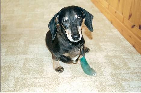 Gravhund Bølle  R.I.P. - se min pote billede 12