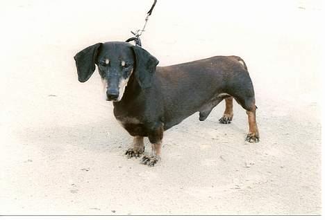 Gravhund Bølle  R.I.P. - her er jeg på stranden i Blokhus billede 13