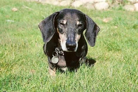 Gravhund Bølle  R.I.P. - varme og sol, dejligt ( 14 år)  billede 14