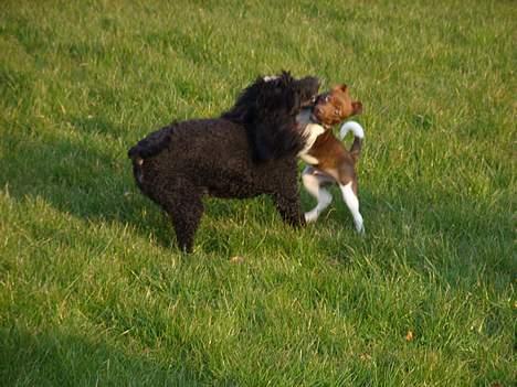 Blanding af racer lubbi billede 4