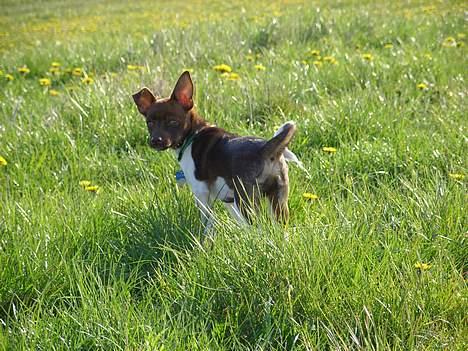 Blanding af racer lubbi billede 5