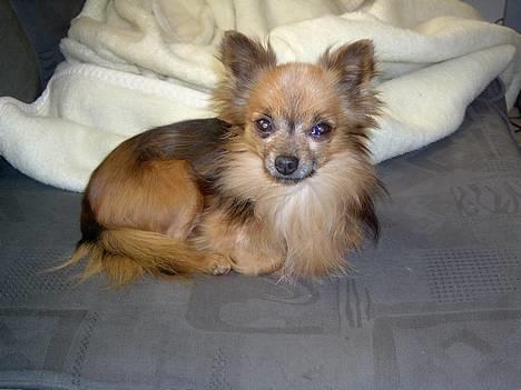 Chihuahua Nikki 1999-2007 billede 3