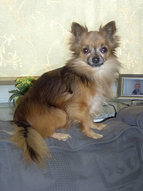Chihuahua Nikki 1999-2007 billede 4