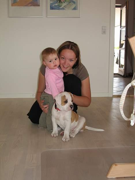 Amerikansk bulldog Dooley - Trine, Anne og Dooley billede 7