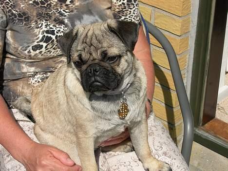 Mops Luna - hva sker der?? billede 11