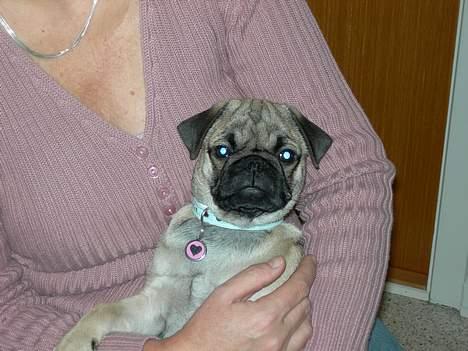 Mops Luna - sidder ved "bedstemor" og hygger (4månender) billede 12