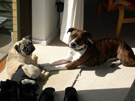 Mops Luna - nyder solem sammen med kajsa billede 13