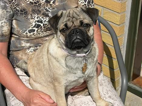 Mops Luna - sidder ved "bedstemor" og hygger (7månender) billede 14