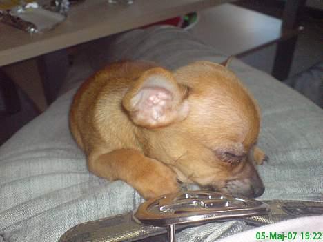 Blanding af racer |Chi/DP| Lasse prinsen billede 2