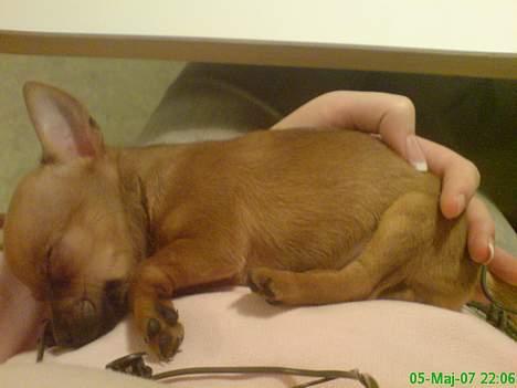 Blanding af racer |Chi/DP| Lasse prinsen - første dag hos min nye mor og far.. sikke jeg putter billede 3