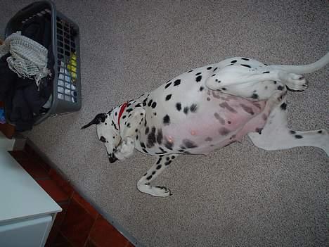 Dalmatiner Perle - Høj gravide Perle billede 18