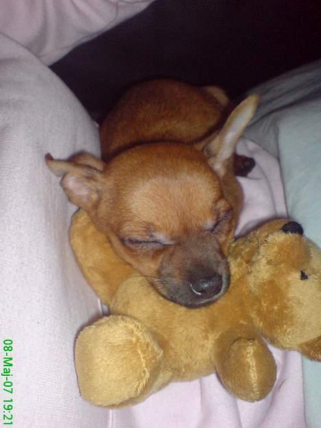 Blanding af racer |Chi/DP| Lasse prinsen - ih mor altså billede 4