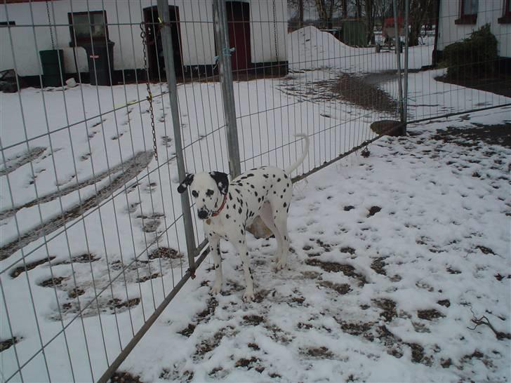 Dalmatiner Perle - Perle i sne 2008 billede 19