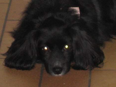 Blanding af racer Delle (¯`•¸·´¯) billede 1