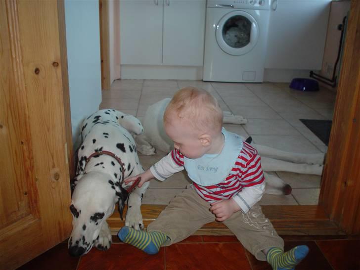 Dalmatiner Perle - Perle er bare så sød, Tobias elsker hende:) billede 20