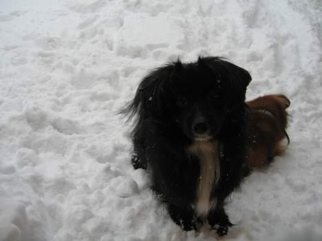 Blanding af racer Delle (¯`•¸·´¯) - han elsker at lege i sne... men det bedste er når hans mor kaster en sne boldt til ham :-D billede 2