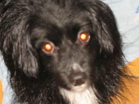 Blanding af racer Delle (¯`•¸·´¯) billede 3