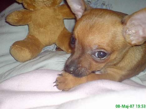 Blanding af racer |Chi/DP| Lasse prinsen - orv poten smager godt :p  billede 5