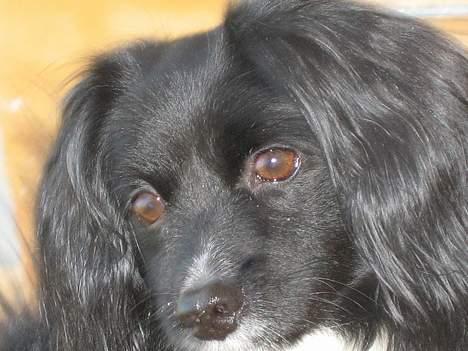 Blanding af racer Delle (¯`•¸·´¯) billede 4