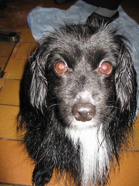 Blanding af racer Delle (¯`•¸·´¯) - han har lige været i bad og han kan ikke lide det... men han elsker at blive tørret... billede 5