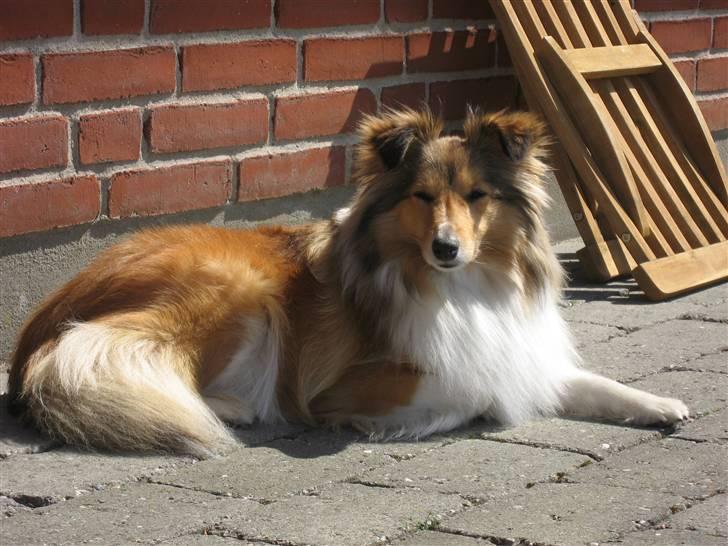 Shetland sheepdog Sonja - Slapper lige af på terrassen.. billede 11