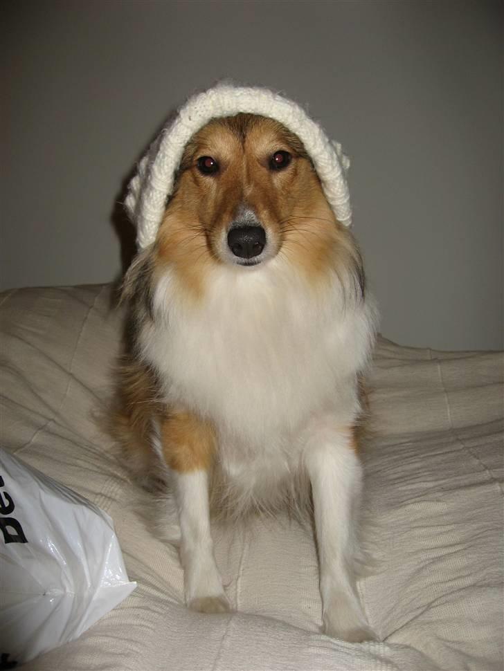 Shetland sheepdog Sonja - Gangster billede 12