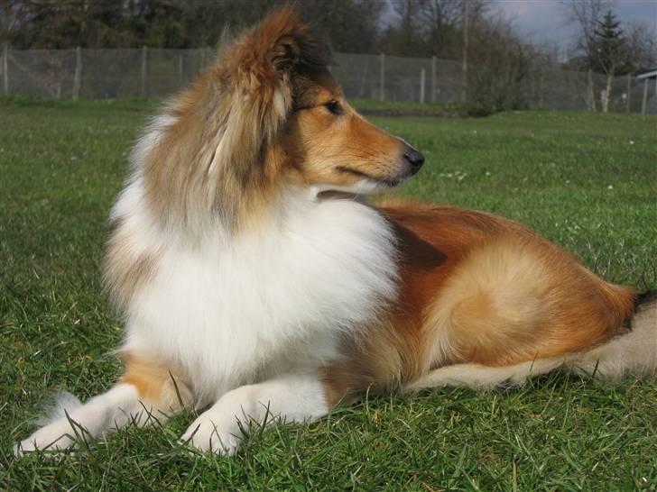 Shetland sheepdog Sonja billede 13