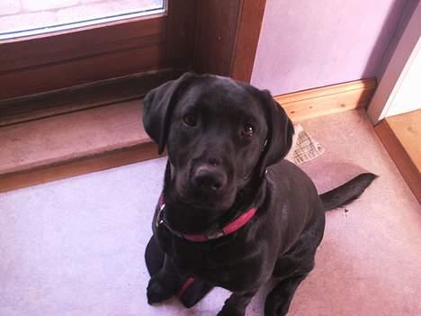 Labrador retriever blackie billede 11