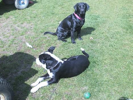 Labrador retriever blackie billede 12