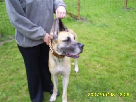 Grand danois Chili R.I.P - antennerne ude... billede 10