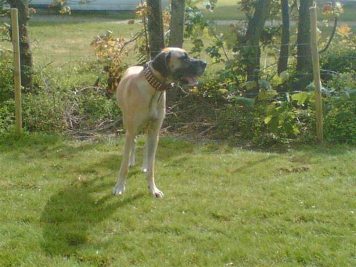 Grand danois Chili R.I.P - chili i hundegården.. billede 11