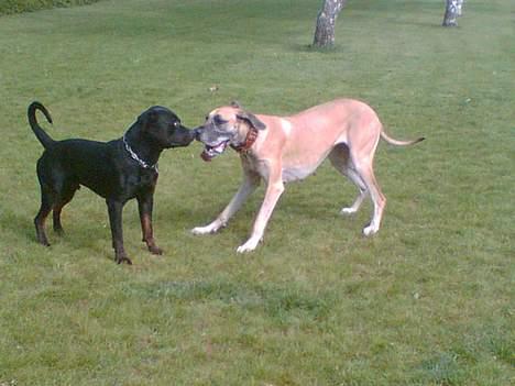 Grand danois Chili R.I.P - Tyson og chili der leger billede 12