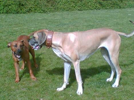 Grand danois Chili R.I.P - Django og Chili billede 13