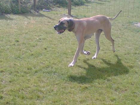 Grand danois Chili R.I.P - okay mor kommer nu.. billede 14