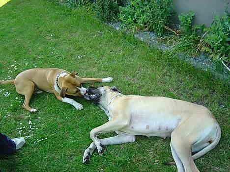 Grand danois Chili R.I.P - Simba og chili sommeren 2006 billede 15