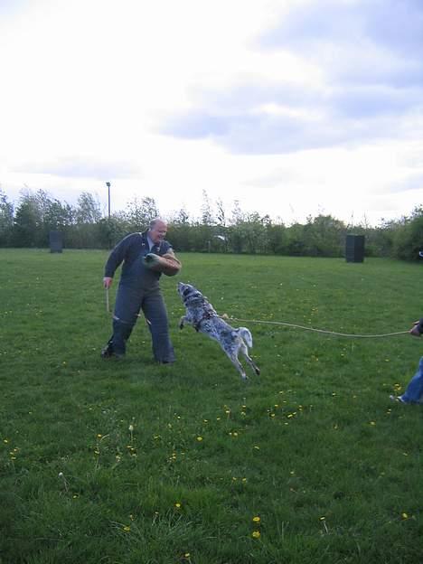 Australsk cattledog Pargus - Pargus elsker bidetræning her er billeder fra i dag den 9.maj 2007 billede 3