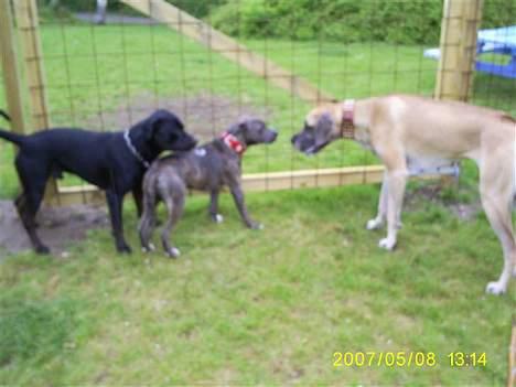 Grand danois Chili R.I.P - Play day i hundegården.. billede 16