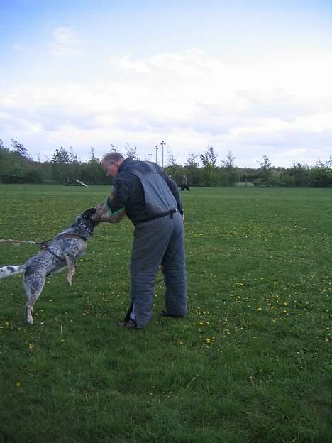 Australsk cattledog Pargus - Slip så det ærme billede 4