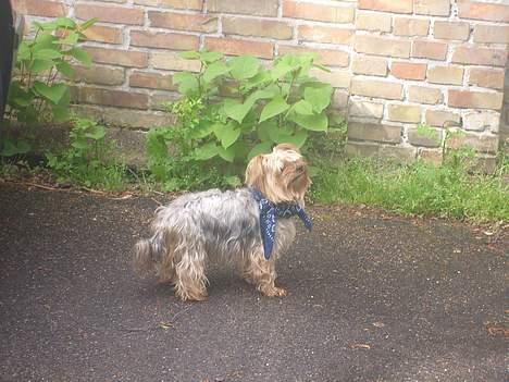 Yorkshire terrier Miss Mille billede 16